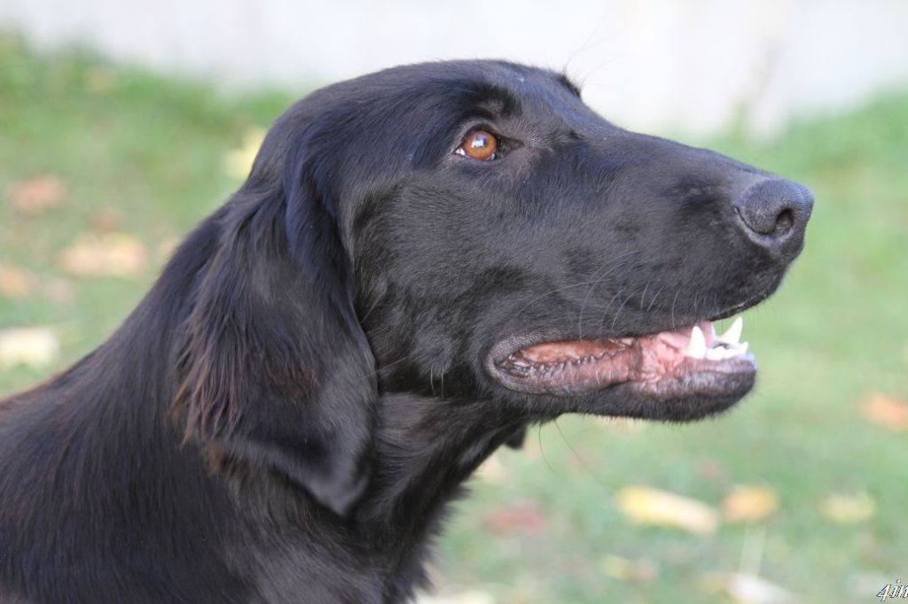 Us umea De Javelot Des Granges