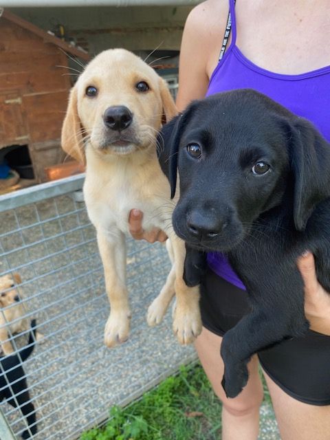 2 chiots labradors disponibles 