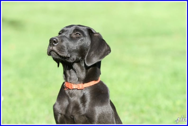 De Javelot Des Granges - Chiots disponibles - Labrador Retriever