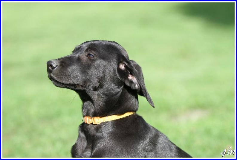 De Javelot Des Granges - Chiots disponibles - Labrador Retriever