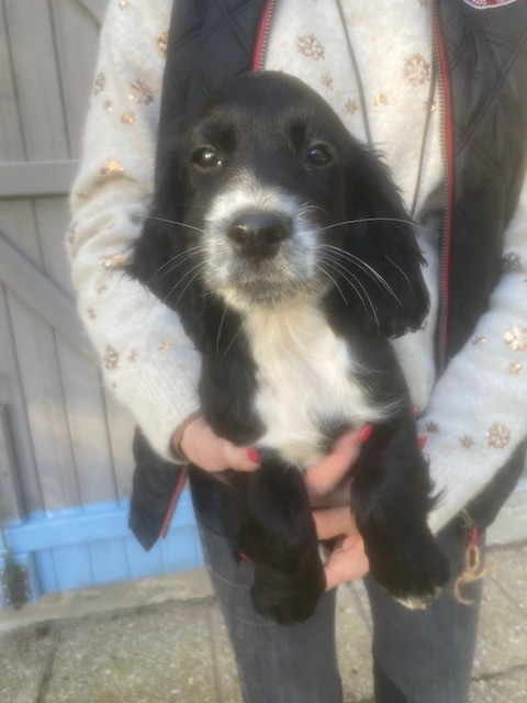 De Javelot Des Granges - Chiots disponibles - Cocker Spaniel Anglais