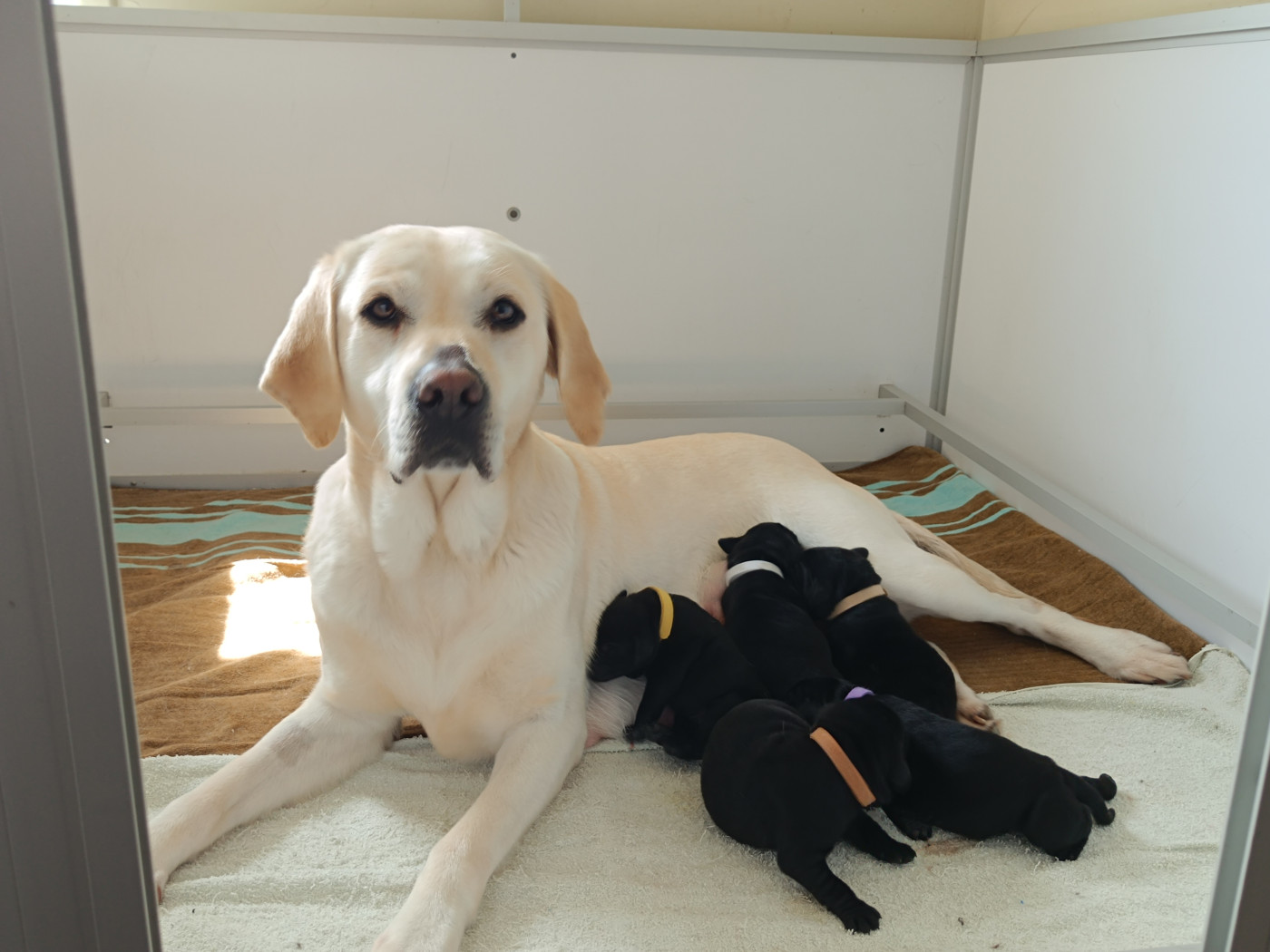 Chiot Labrador Retriever De Javelot Des Granges