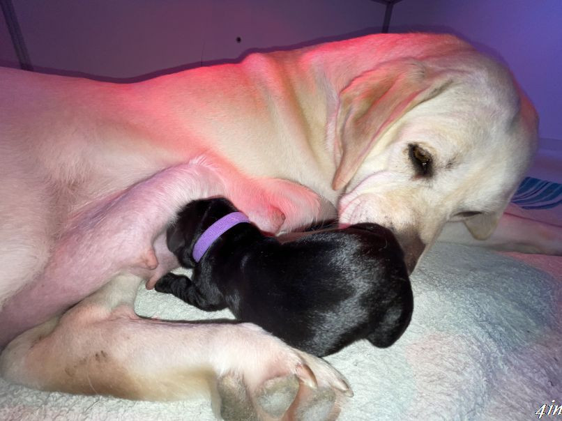 De Javelot Des Granges - Chiots disponibles - Labrador Retriever