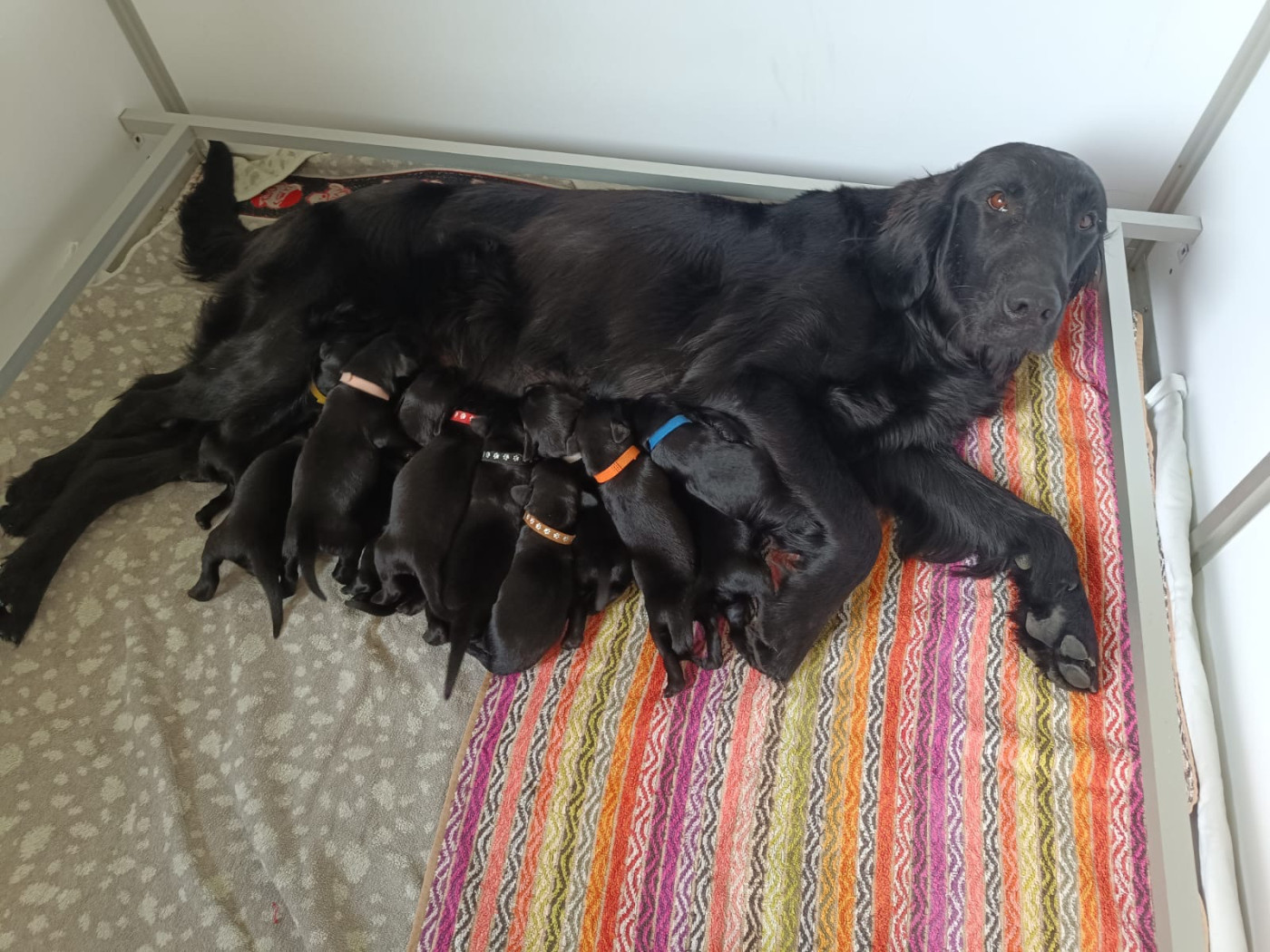 Chiot Flat Coated Retriever De Javelot Des Granges
