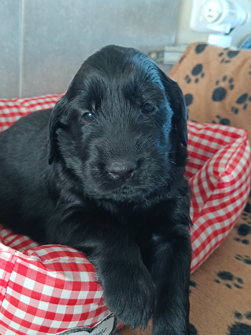 De Javelot Des Granges - Chiots disponibles - Flat Coated Retriever