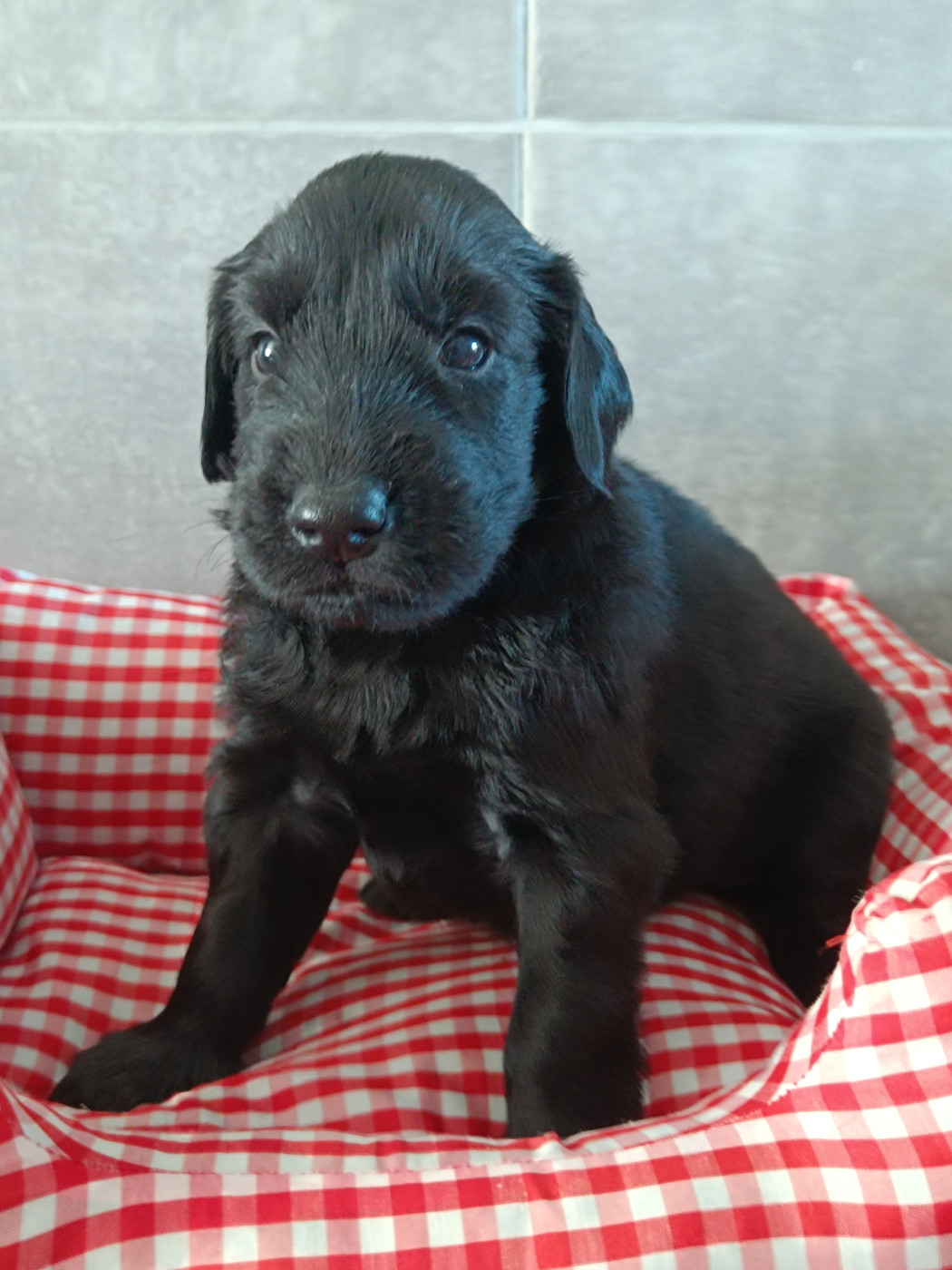 De Javelot Des Granges - Chiots disponibles - Flat Coated Retriever