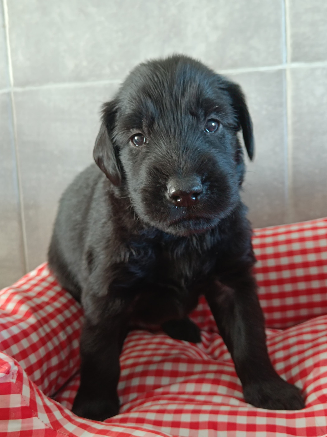 De Javelot Des Granges - Chiots disponibles - Flat Coated Retriever