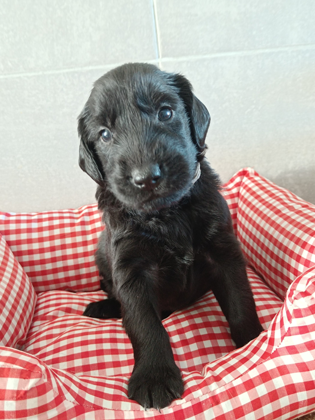 De Javelot Des Granges - Chiots disponibles - Flat Coated Retriever