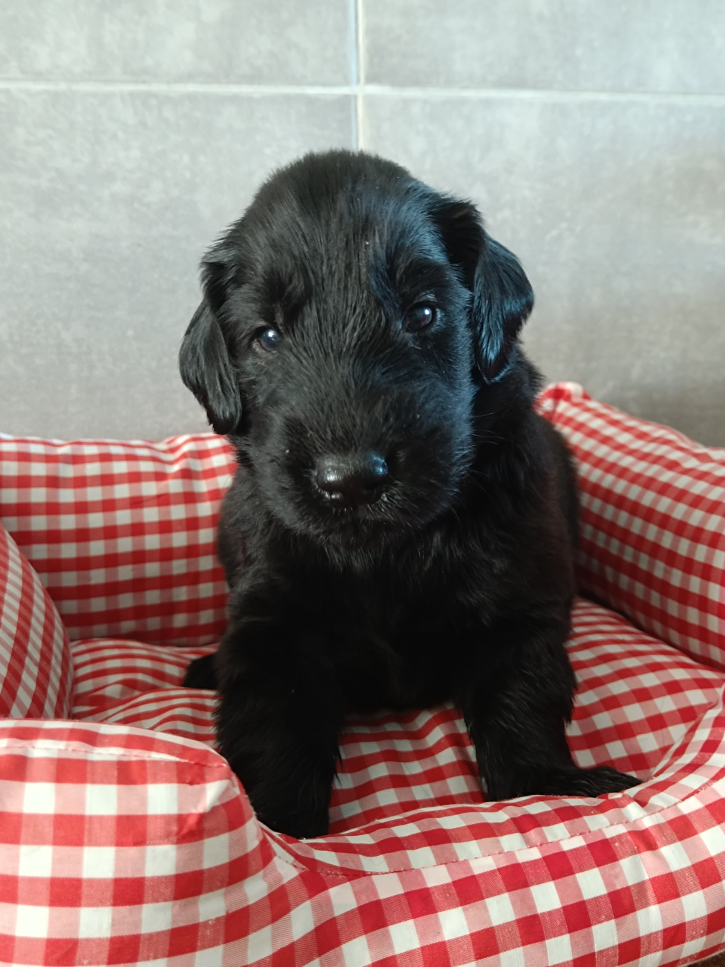 De Javelot Des Granges - Chiots disponibles - Flat Coated Retriever