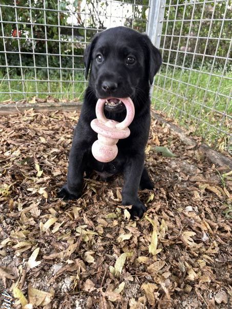 De Javelot Des Granges - Chiots disponibles - Labrador Retriever