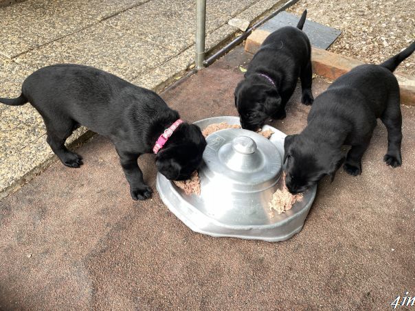 Chiot Labrador Retriever De Javelot Des Granges