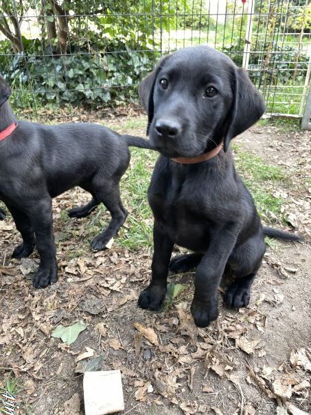 De Javelot Des Granges - Chiots disponibles - Labrador Retriever