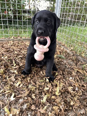 CHIOT 2