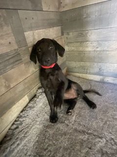 De Javelot Des Granges - Chiots disponibles - Labrador Retriever